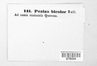 Capitotricha bicolor image